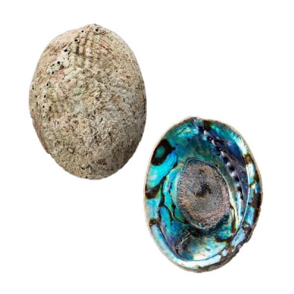 Paua Shell 150mm+ KIWIANA at World Of Decor NZ