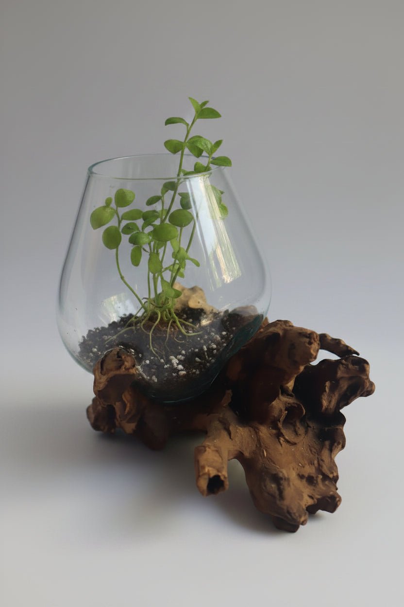Gamal Root Aquarium-Small ACCESSORIES at World Of Decor NZ