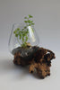 Gamal Root Aquarium-Small ACCESSORIES at World Of Decor NZ