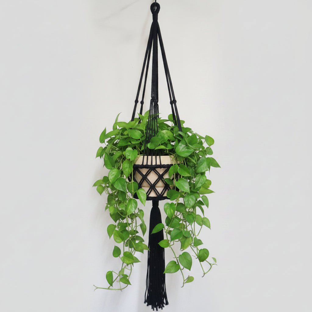 Macrame Pot Plant Hange -Single Black 22cm Pot Plant Hangers & Holders at World Of Decor NZ