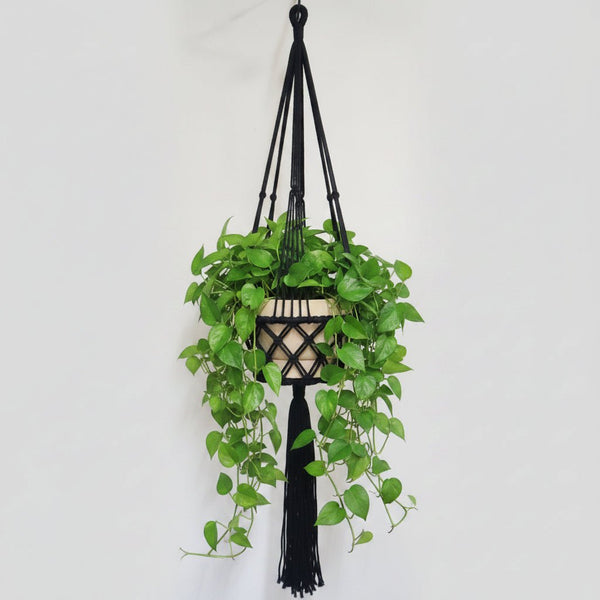 Macrame Pot Plant Hange -Single Black 22cm Pot Plant Hangers & Holders at World Of Decor NZ