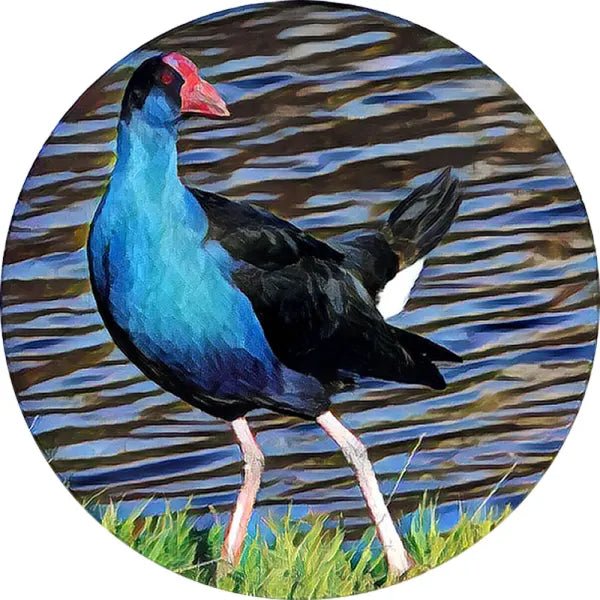 NZ Birds Glass Coaster Set of 6 COASTER at World Of Decor NZ