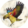 NZ Birds Glass Coaster Set of 6 COASTER at World Of Decor NZ