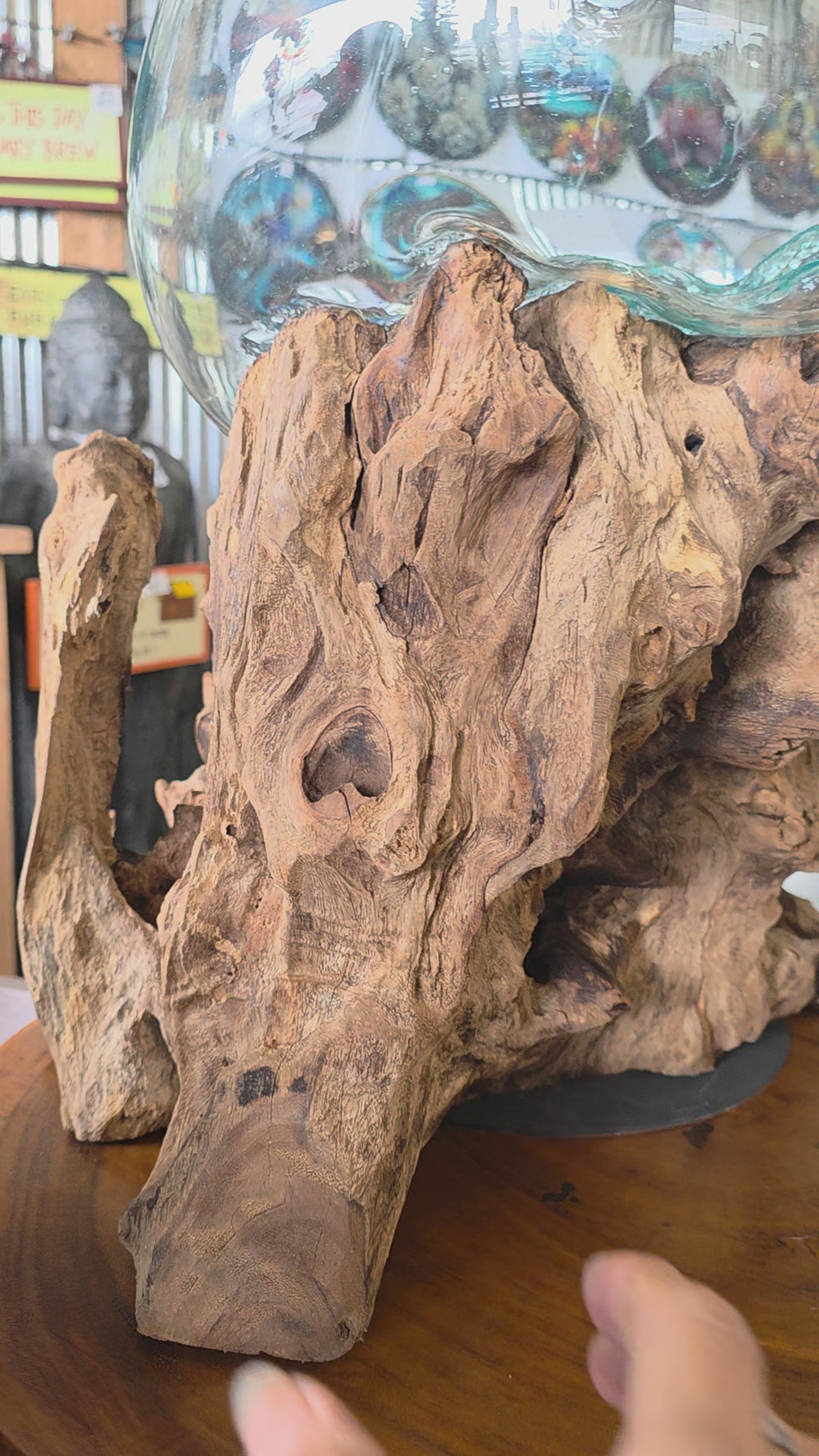 Gamal Root Aquarium Jumbo Home accessories at World Of Decor NZ