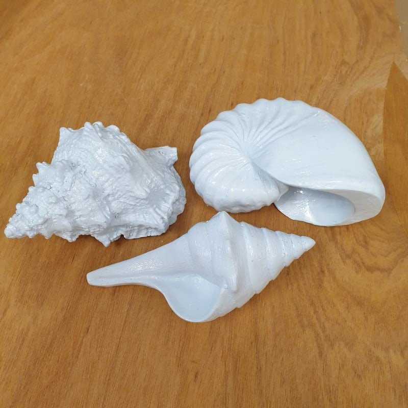 Polyresin Seashell A Home Accessories at World Of Decor NZ