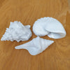 Polyresin Seashell A at World Of Decor NZ