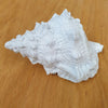 Polyresin Seashell B at World Of Decor NZ