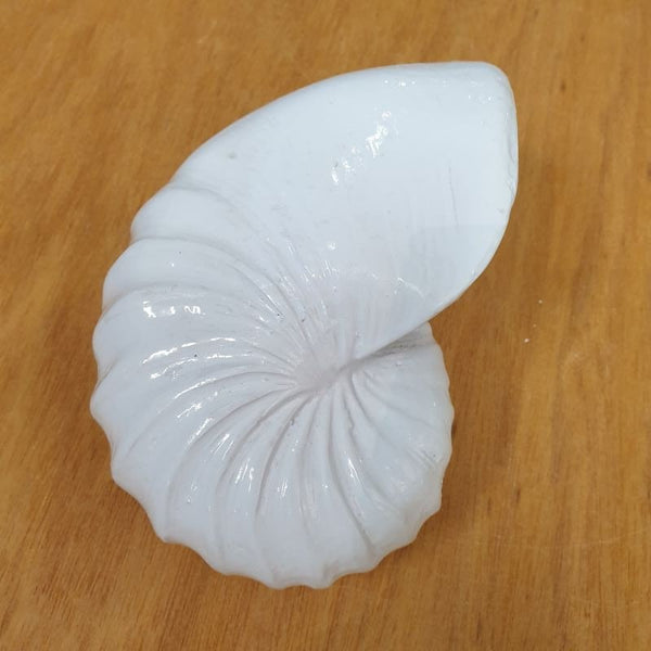 Polyresin Seashell C at World Of Decor NZ