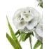 Spiraea Green FLOWER at World Of Decor NZ