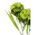Spiraea Green FLOWER at World Of Decor NZ